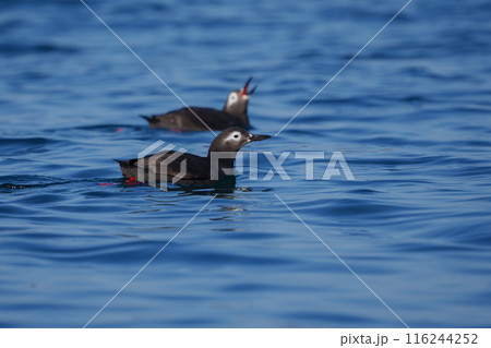ケイマフリ　天売島　北海道の可愛い野鳥 116244252