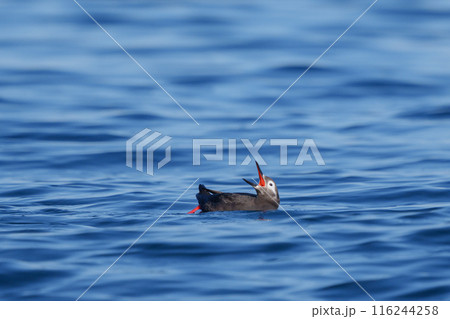 ケイマフリ　天売島　北海道の可愛い野鳥 116244258