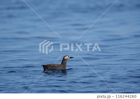 ケイマフリ 天売島 北海道の可愛い野鳥 ケイマフリ 天売島 北海道の可愛い野鳥 116244260