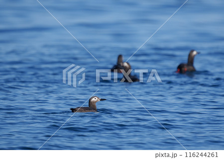 ケイマフリ 天売島 北海道の可愛い野鳥 ケイマフリ 天売島 北海道の可愛い野鳥 116244261