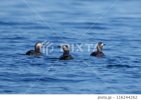 ケイマフリ 天売島 北海道の可愛い野鳥 ケイマフリ 天売島 北海道の可愛い野鳥 116244262