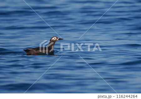 ケイマフリ 天売島 北海道の可愛い野鳥 ケイマフリ 天売島 北海道の可愛い野鳥 116244264