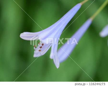 初夏の朝、アガバンサスの花をマクロレンズでクローズアップ撮影 116244273