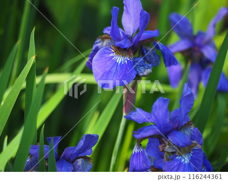 アヤメ 116244361