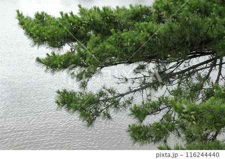 海岸に自生する松、枝ぶりが良い 116244440