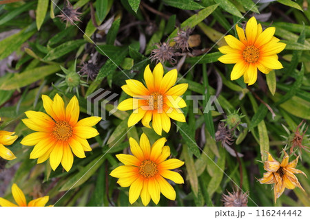 ガザニアの花 116244442