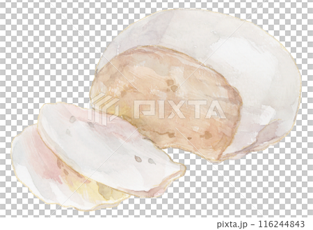 モッツァレラチーズの水彩イラスト 116244843