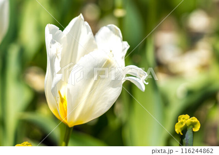 可愛らしい白いチューリップの花～春の風景～ 116244862