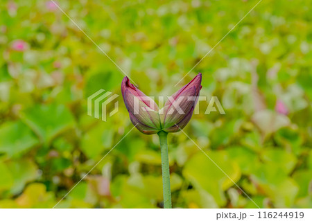 双頭蓮のつぼみ 116244919