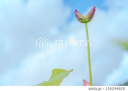 空に向かって伸びる双頭蓮のつぼみ 116244928