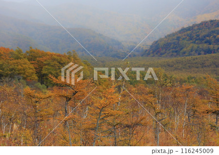 カラフルな紅葉 カラフルな紅葉 116245009