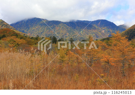 カラフルな紅葉 116245013