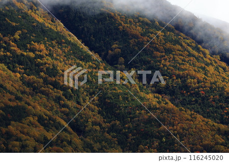 カラフルな紅葉 カラフルな紅葉 116245020