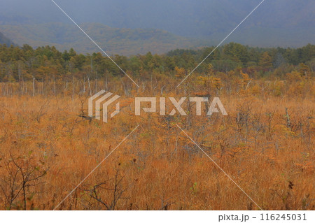 カラフルな紅葉 116245031