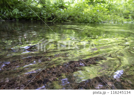 森の新緑・エコイメージ（奥大山） 116245134