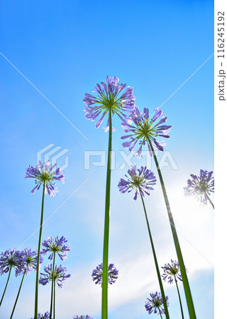 青空に映えるアガパンサスの花 青空に映えるアガパンサスの花 116245192