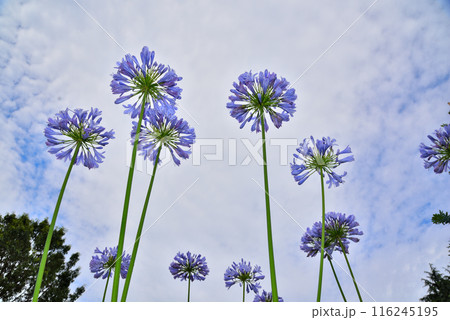 青空に映えるアガパンサスの花 116245195