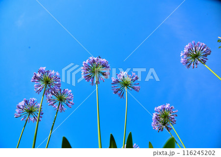 青空に映えるアガパンサスの花 116245202