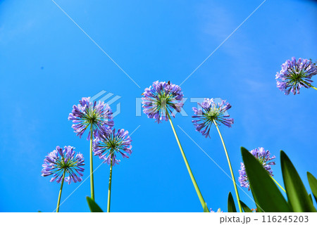 青空に映えるアガパンサスの花 青空に映えるアガパンサスの花 116245203