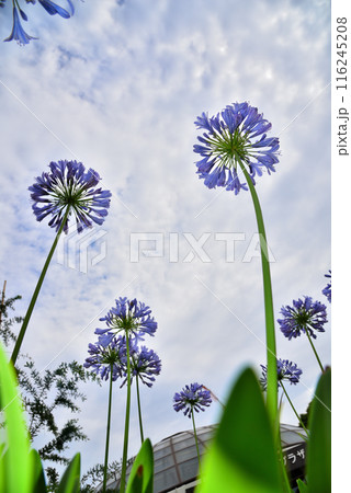 青空に映えるアガパンサスの花 116245208