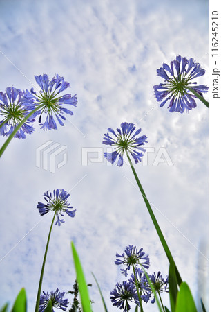 青空に映えるアガパンサスの花 116245210