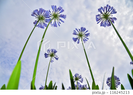青空に映えるアガパンサスの花 116245213