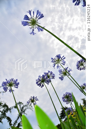 青空に映えるアガパンサスの花 116245214