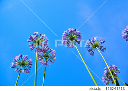 青空に映えるアガパンサスの花 青空に映えるアガパンサスの花 116245218