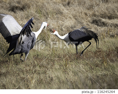 ホオカザリヅルの番い 116245264