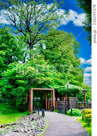 杉並区にある読書の森公園　杉並区立中央図書館の風景 116245379