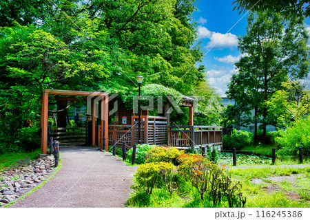 杉並区にある読書の森公園 杉並区立中央図書館の風景 杉並区にある読書の森公園 杉並区立中央図書館の風景 116245386