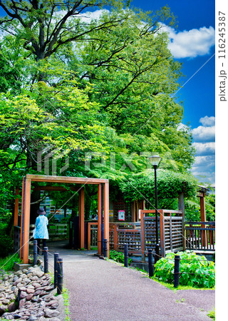 杉並区にある読書の森公園 杉並区立中央図書館の風景 杉並区にある読書の森公園 杉並区立中央図書館の風景 116245387