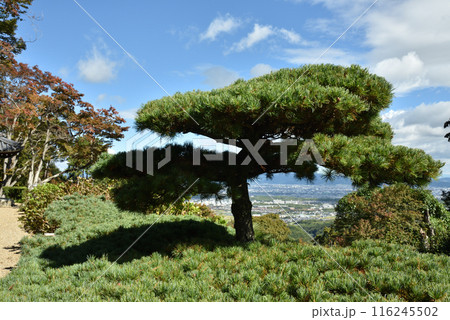 遊龍の松　善峯寺 116245502