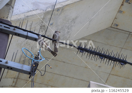 防災災害　東京の田舎 116245529