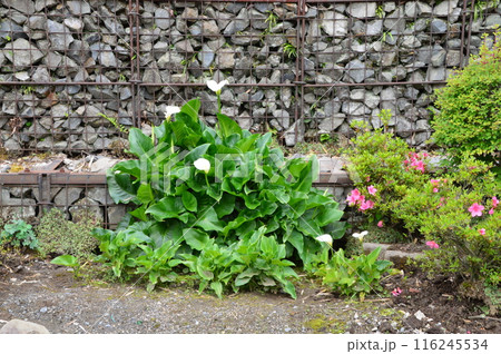 防災災害　東京の田舎 116245534