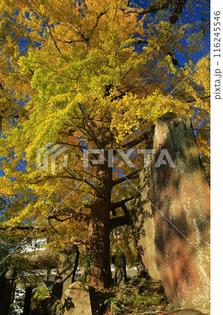 成田山新勝寺の紅葉 116245546