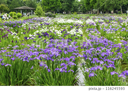 東京都 都立水元公園 葛飾菖蒲まつり 東京都 都立水元公園 葛飾菖蒲まつり 116245593
