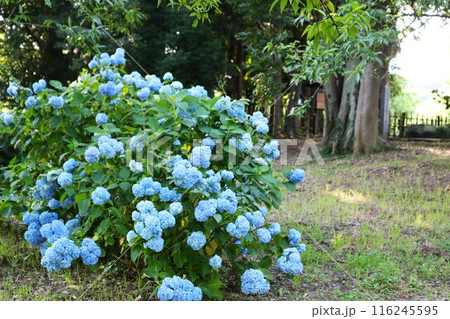 青い紫陽花の咲く庭 初夏 青い紫陽花の咲く庭 初夏 116245595