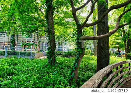 東京にある杉並区立中央図書館　読書の森公園の風景 116245719