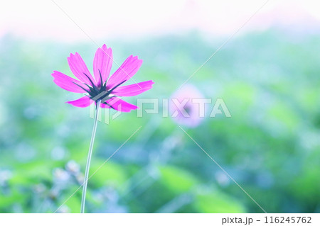 コスモスの花のある風景 116245762