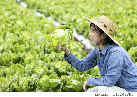 収穫した野菜を持つ女性 収穫した野菜を持つ女性 116245790