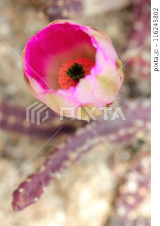 美花角・多肉植物の花 美花角・多肉植物の花 116245802