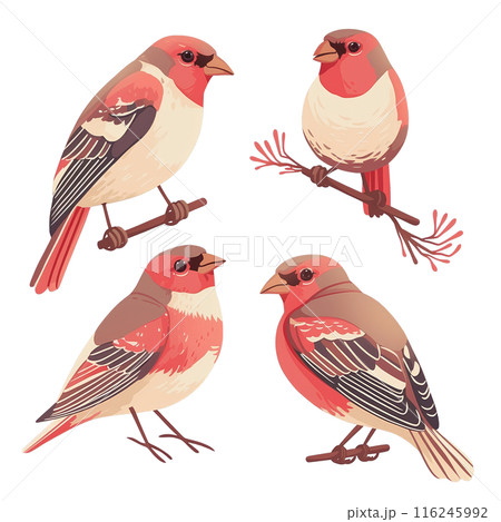 Beautifully illustrated birds perched on branches, showcasing vibrant colors and detailed feathers. Perfect for bird and nature enthusiasts. 116245992