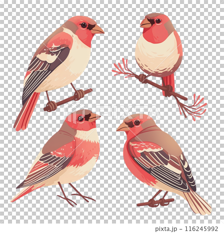 Beautifully illustrated birds perched on branches, showcasing vibrant colors and detailed feathers. Perfect for bird and nature enthusiasts. 116245992