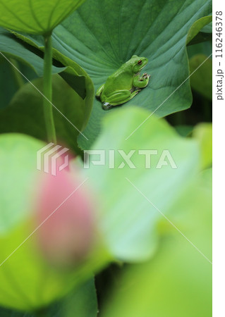 青い紫陽花とかわいいカエル2 116246378