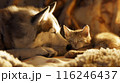 仲良く眠る犬と猫 116246437