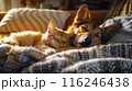 仲良く眠る犬と猫 116246438