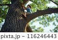 木登りをする子供 116246443