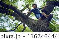 木登りをする子供 116246444