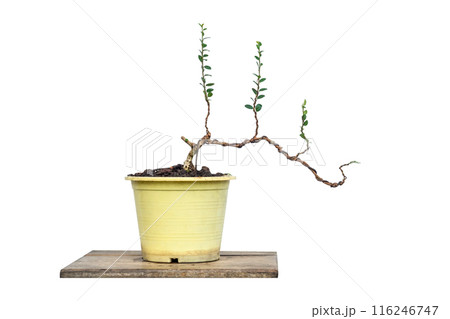 Sam nui,Antidesma acidum tree in plastic pot used to create bonsai. 116246747